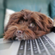 Confinement et stress