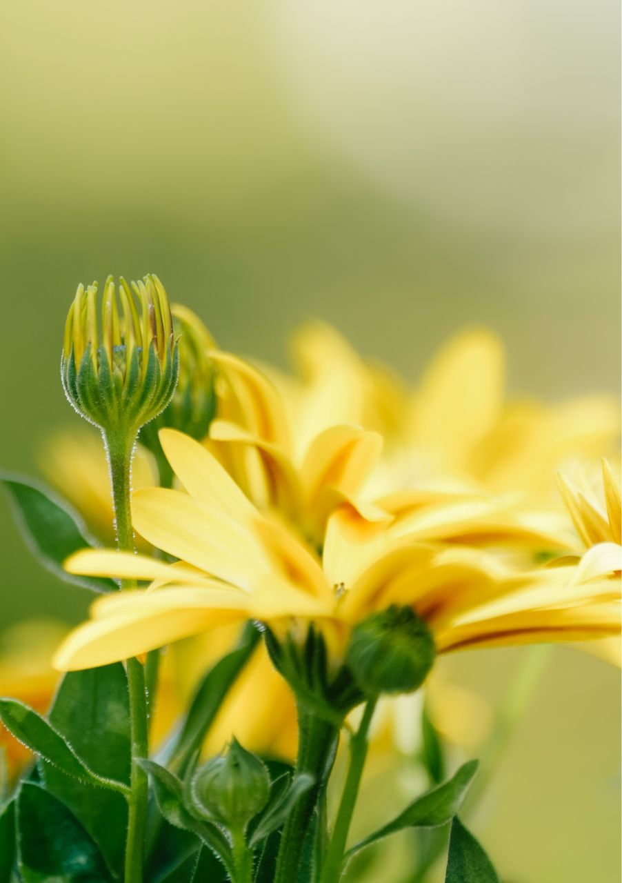 seances collectives montgeron sophrologie